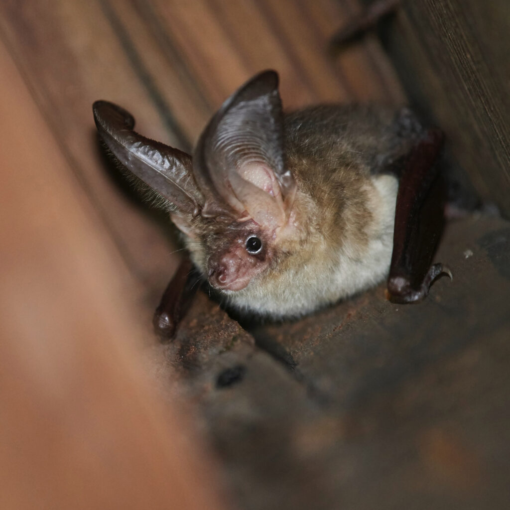 Bat friendly breathable roof membrane